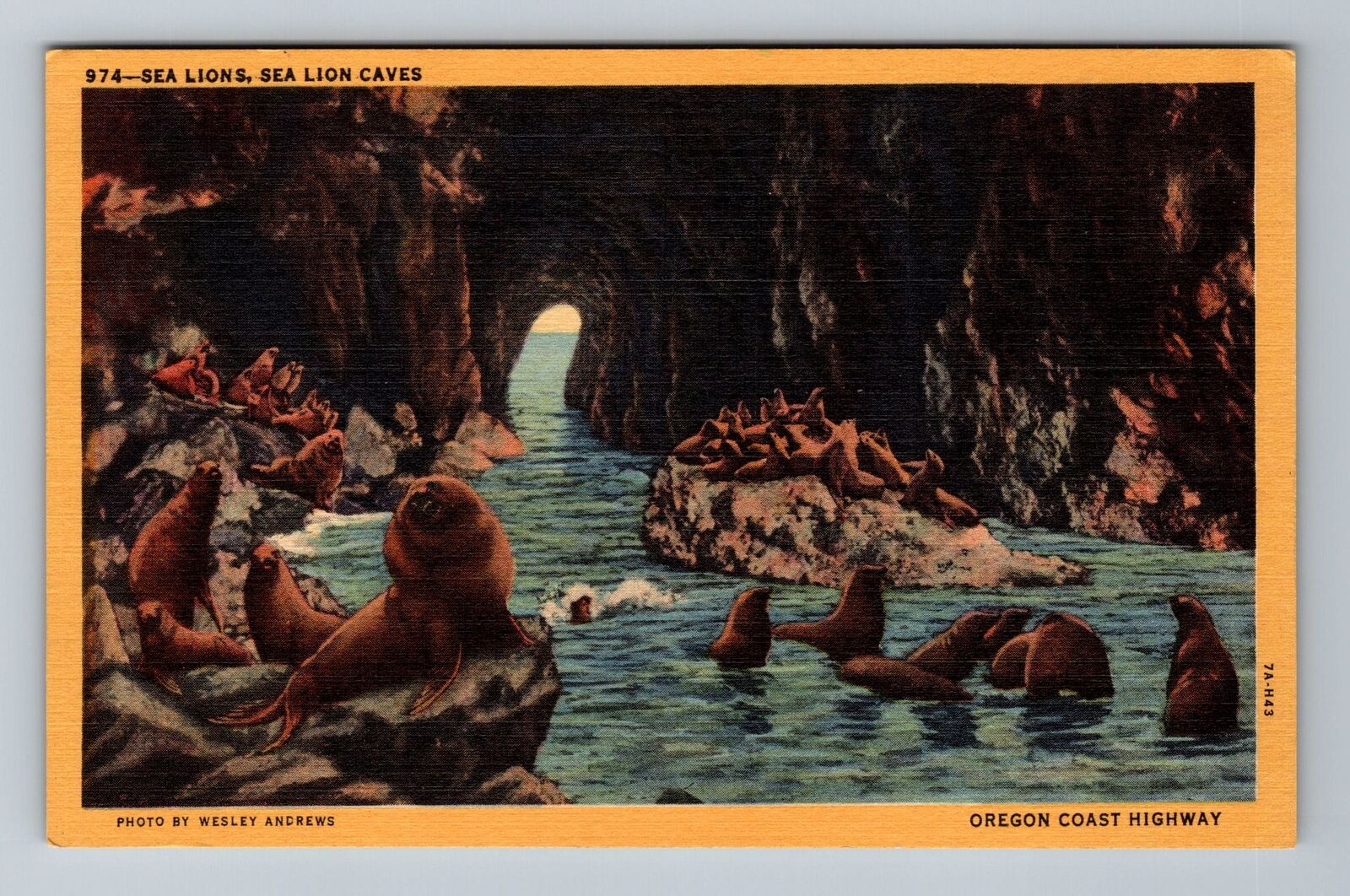 Seaside, OR-Oregon, Seal Lions In Sea Lions Caves Vintage Souvenir Postcard