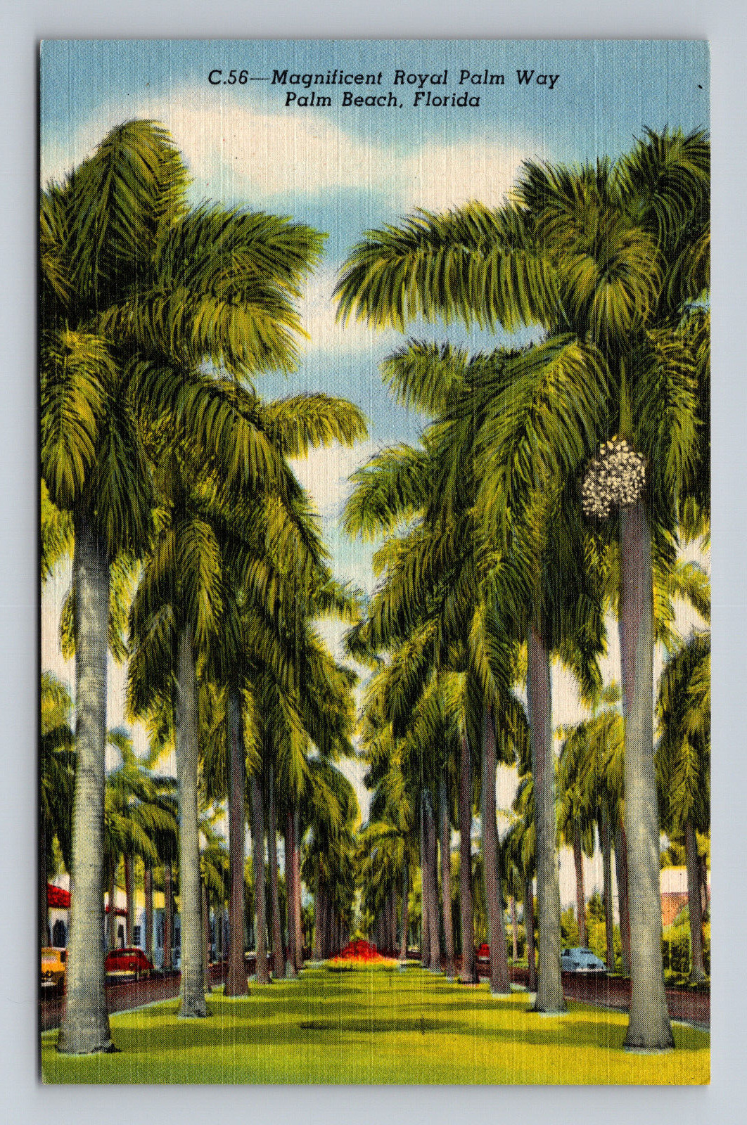 Magnificent Royal Palm Way Palm Beach, Florida FL Linen Postcard Trees