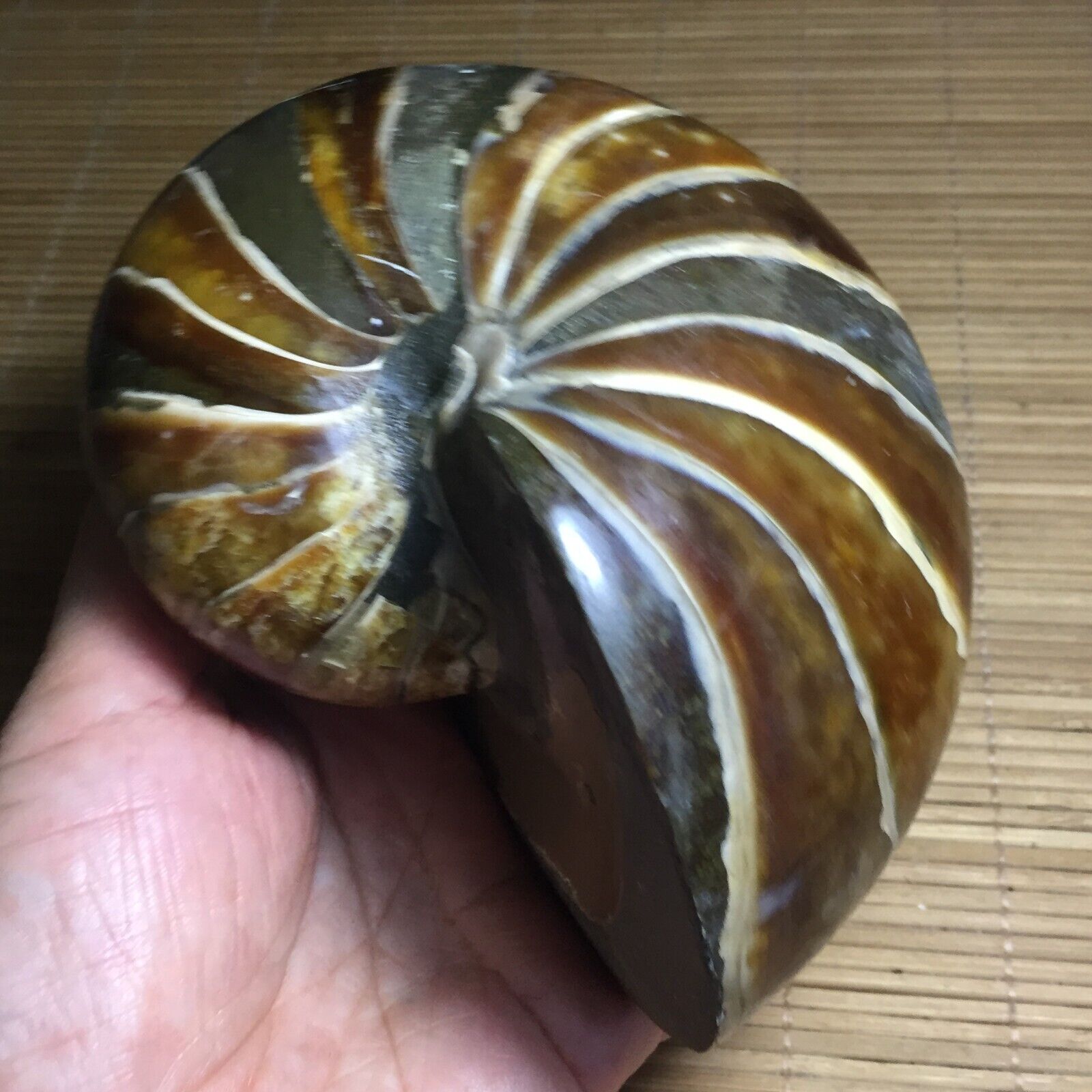 980g Natural Ammonite Fossil Conch Crystal Specimen Healing 966