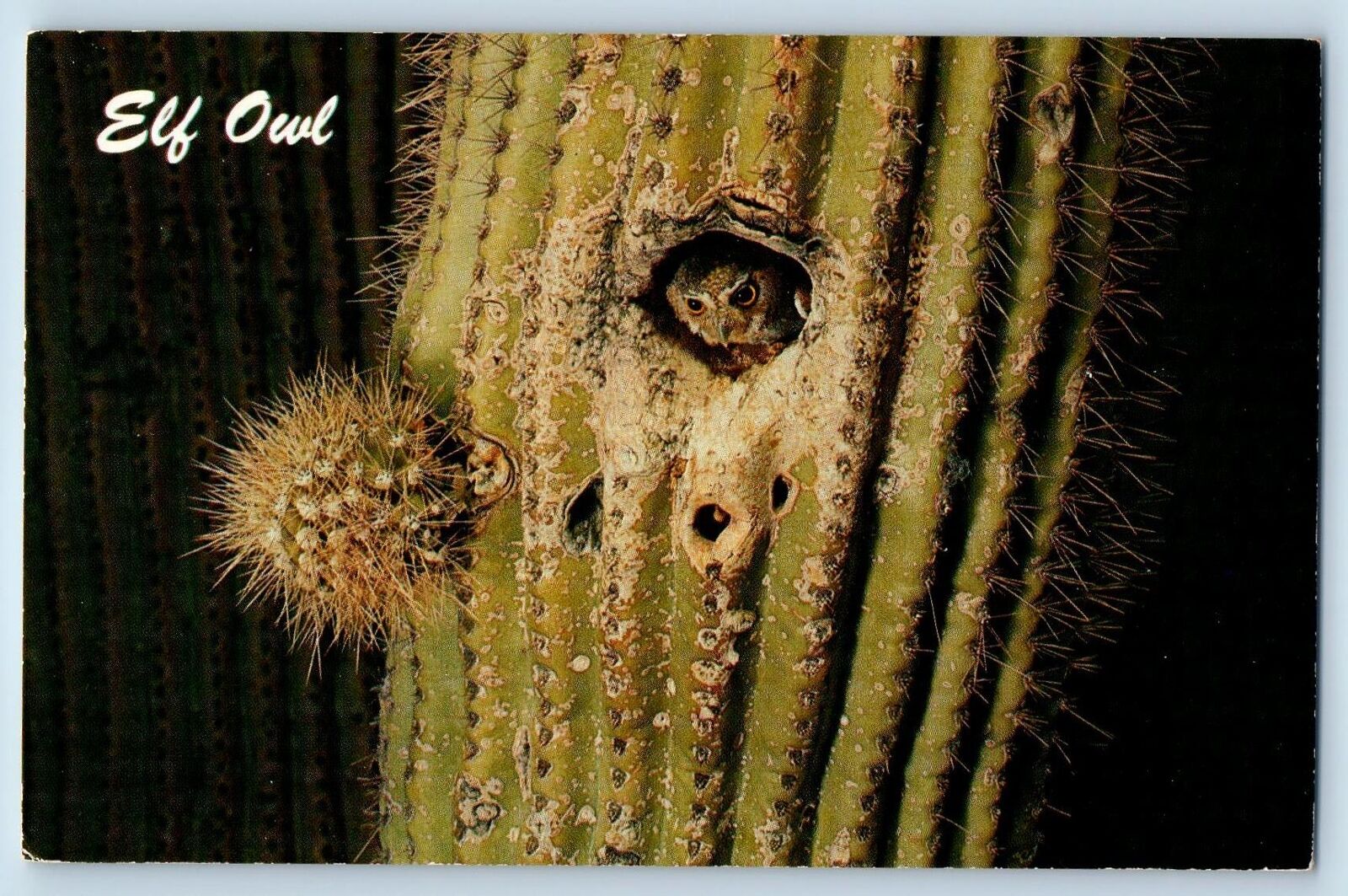 Tucson Arizona AZ Postcard Elf Owl Smallest Owl In The World Cactus c1960's
