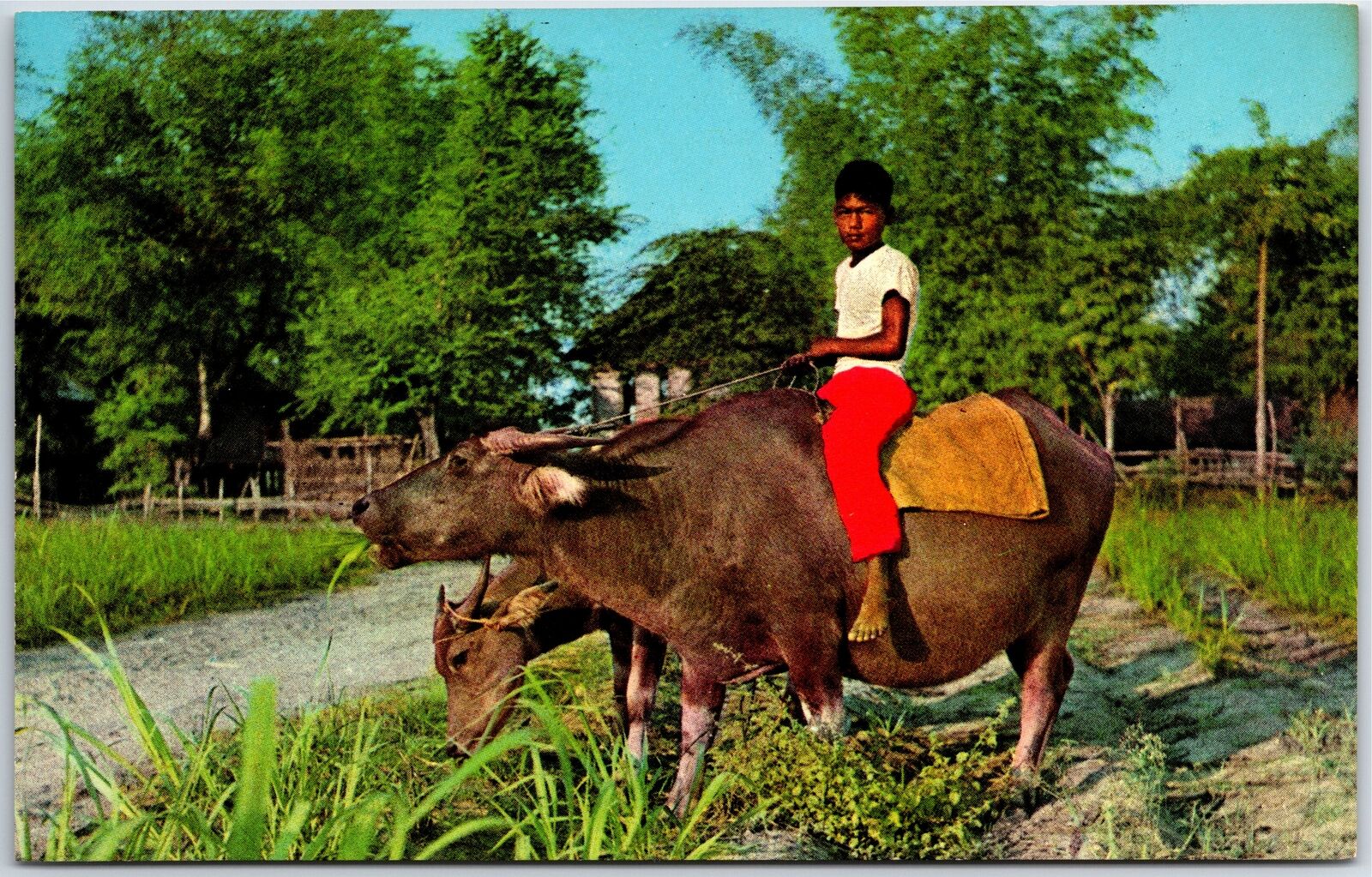 VINTAGE POSTCARD PASTURING THE CARABAO IN A PHILLIPINE BARRIO SCENE c. 1960s