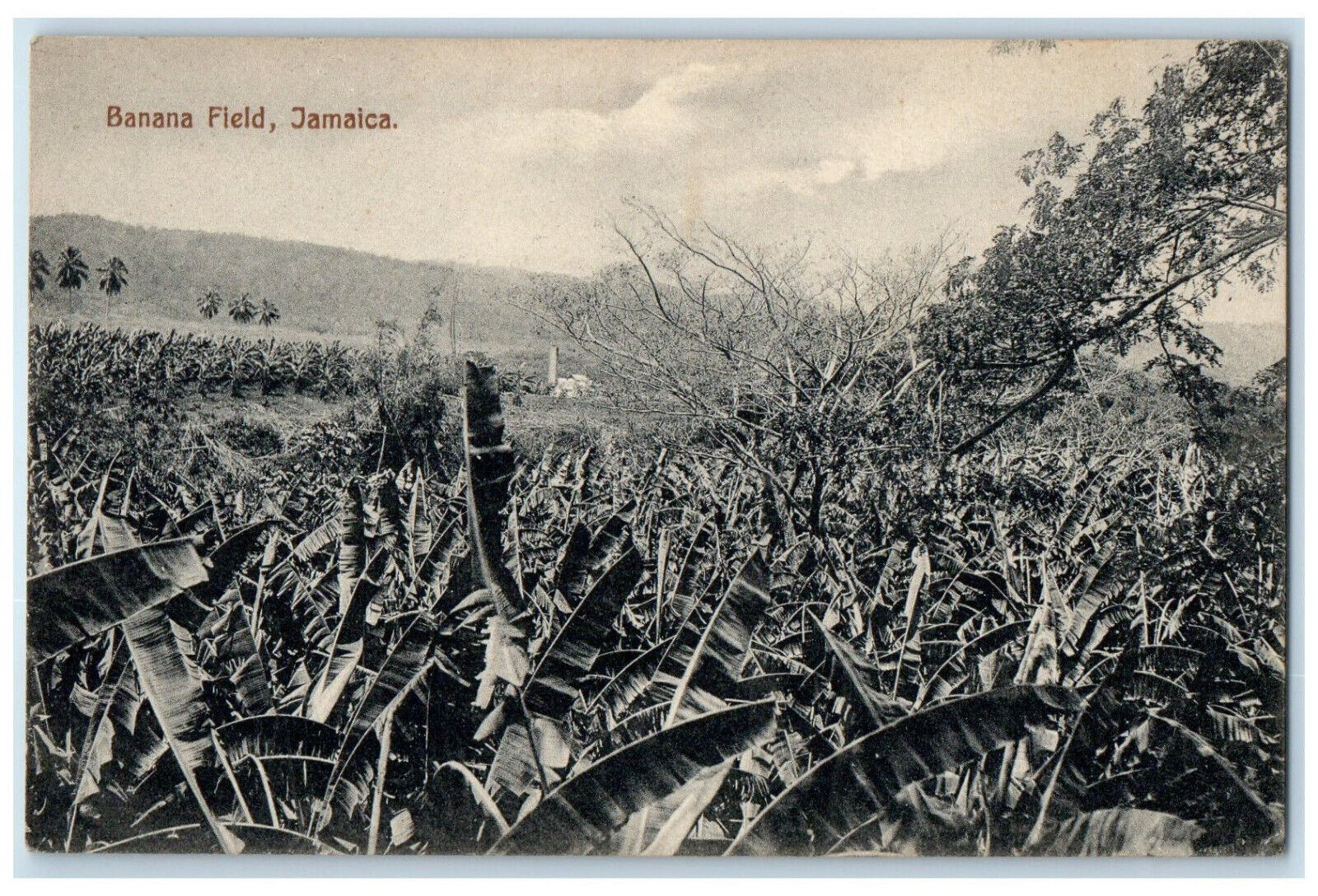 c1940\'s Scene at Banana Field Jamaica West Indies Vintage Unposted Postcard