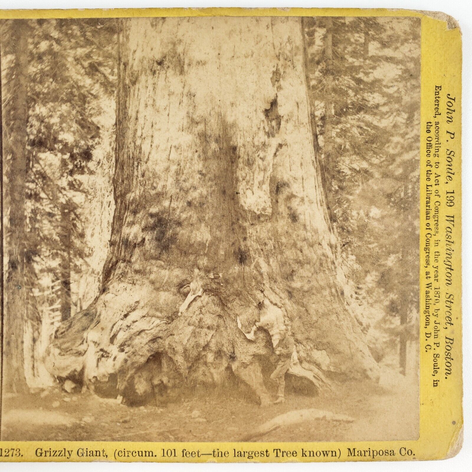 Grizzly Giant Sequoia Tree Stereoview c1865 Fish Camp California Forest A2259