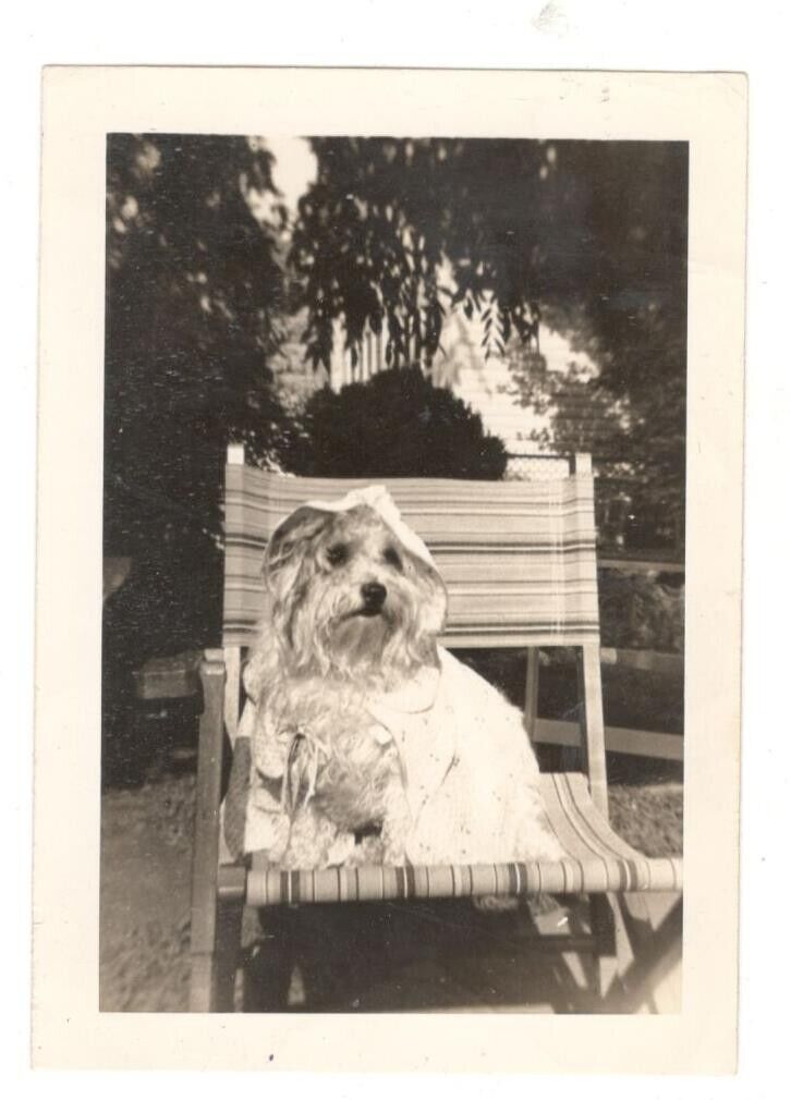 Vintage Photo Cute Scruffy Dog Wearing Raincoat? Jacket Found Art APS11