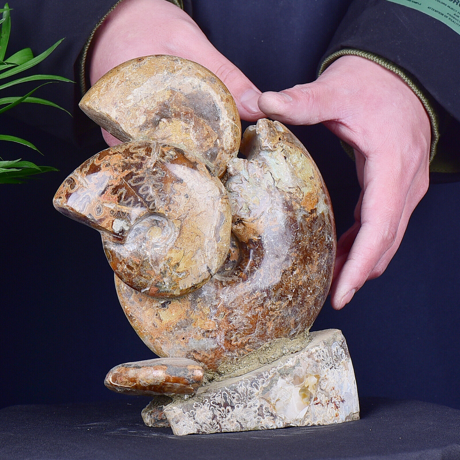 3.7LB Natural Ammonite Fossil Conch Quartz Crystal Mineral Specimens Healing