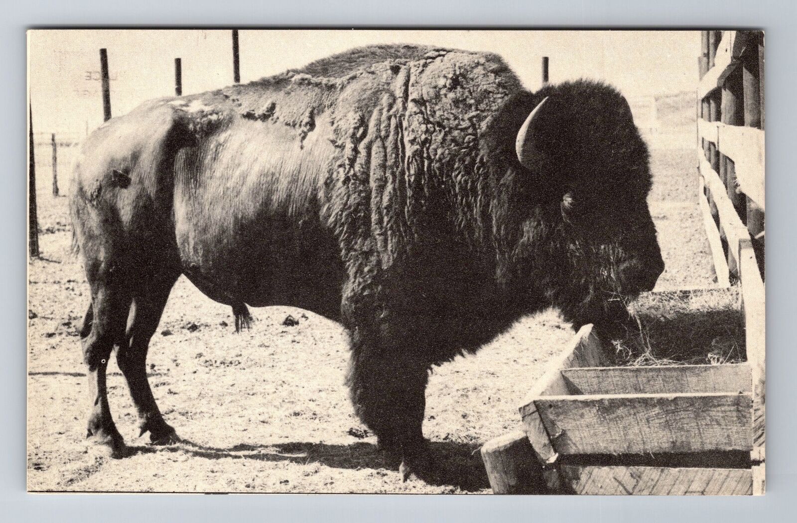 Afton OK-Oklahoma, Giant Buffalo Bull, K Buffalo Ranch Souvenir Vintage Postcard