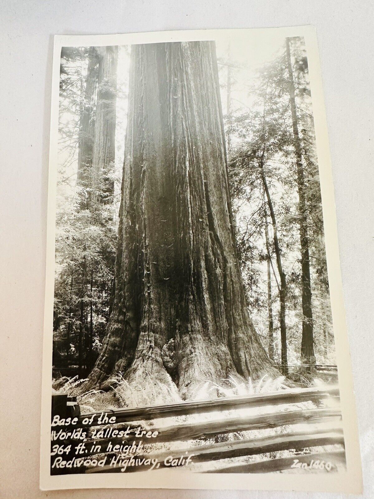 Redwood Highway, CA The base of the World's Tallest Tree RPPC Postcard #238