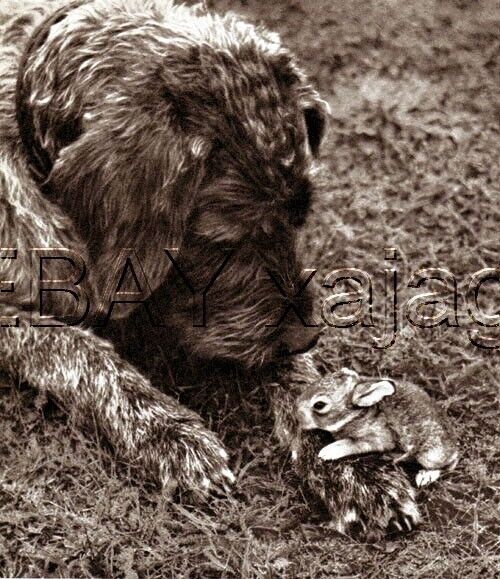 DOG Wirehaired Pointing Griffon & Rabbit, 1941 Print