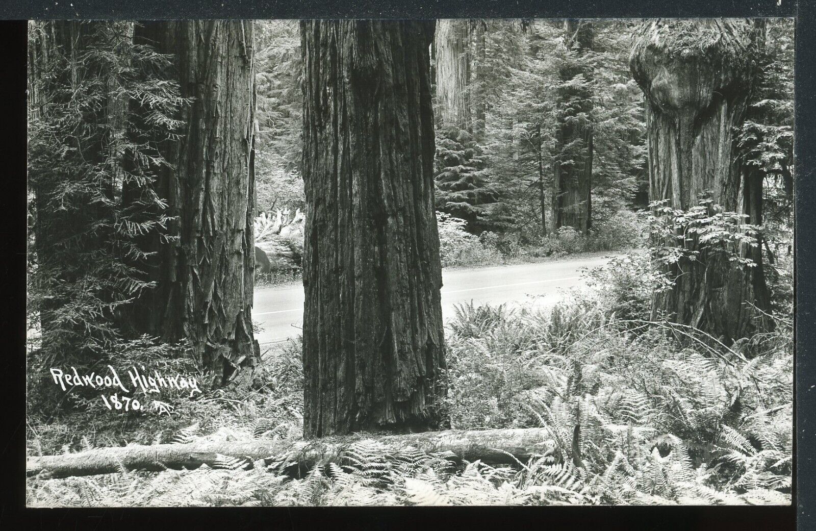 RPPC Redwood Highway California Historic Postcard Patterson 1870 M1566a