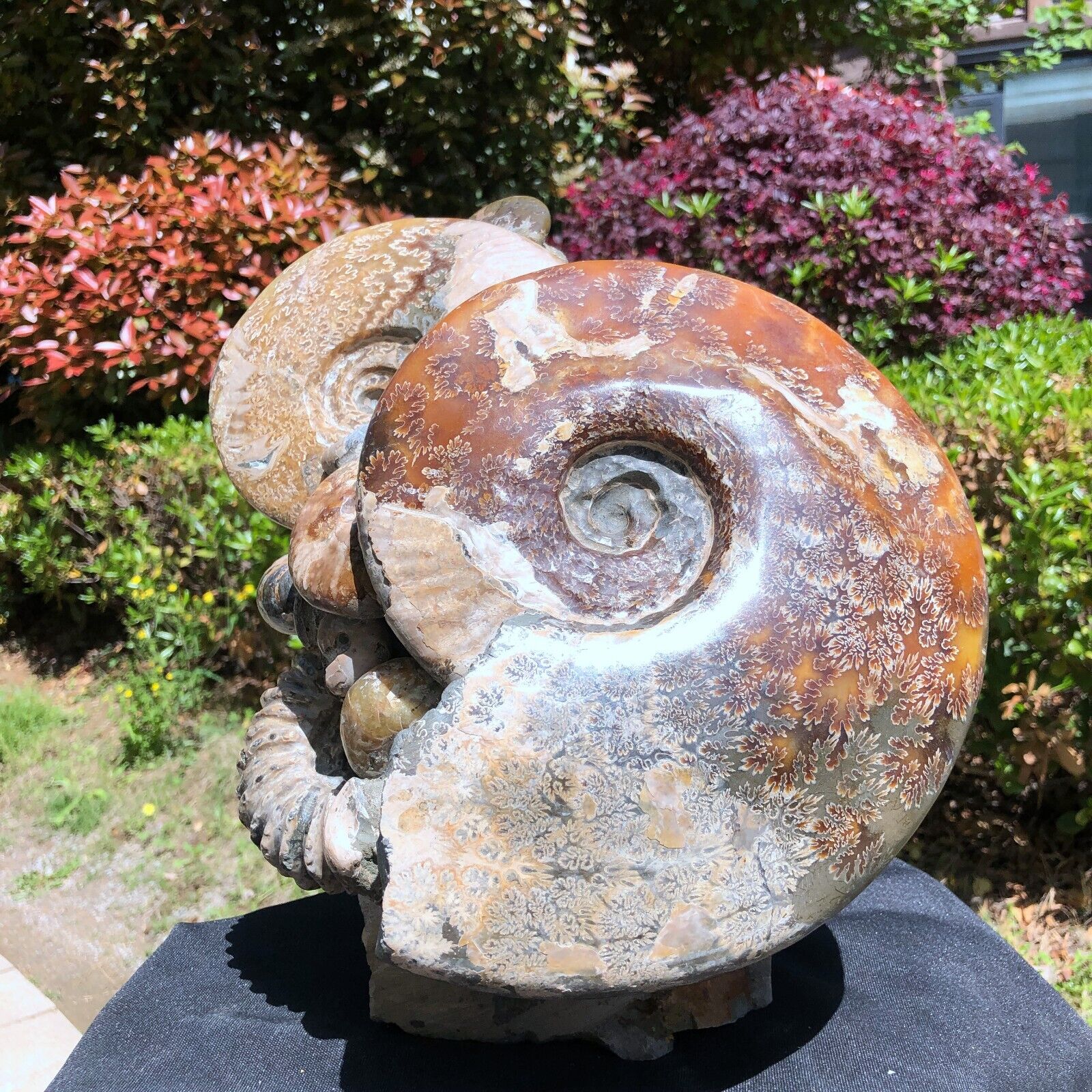 33LB TOP Natural Beautiful ammonite fossil conch Crystal specimen heals 1228