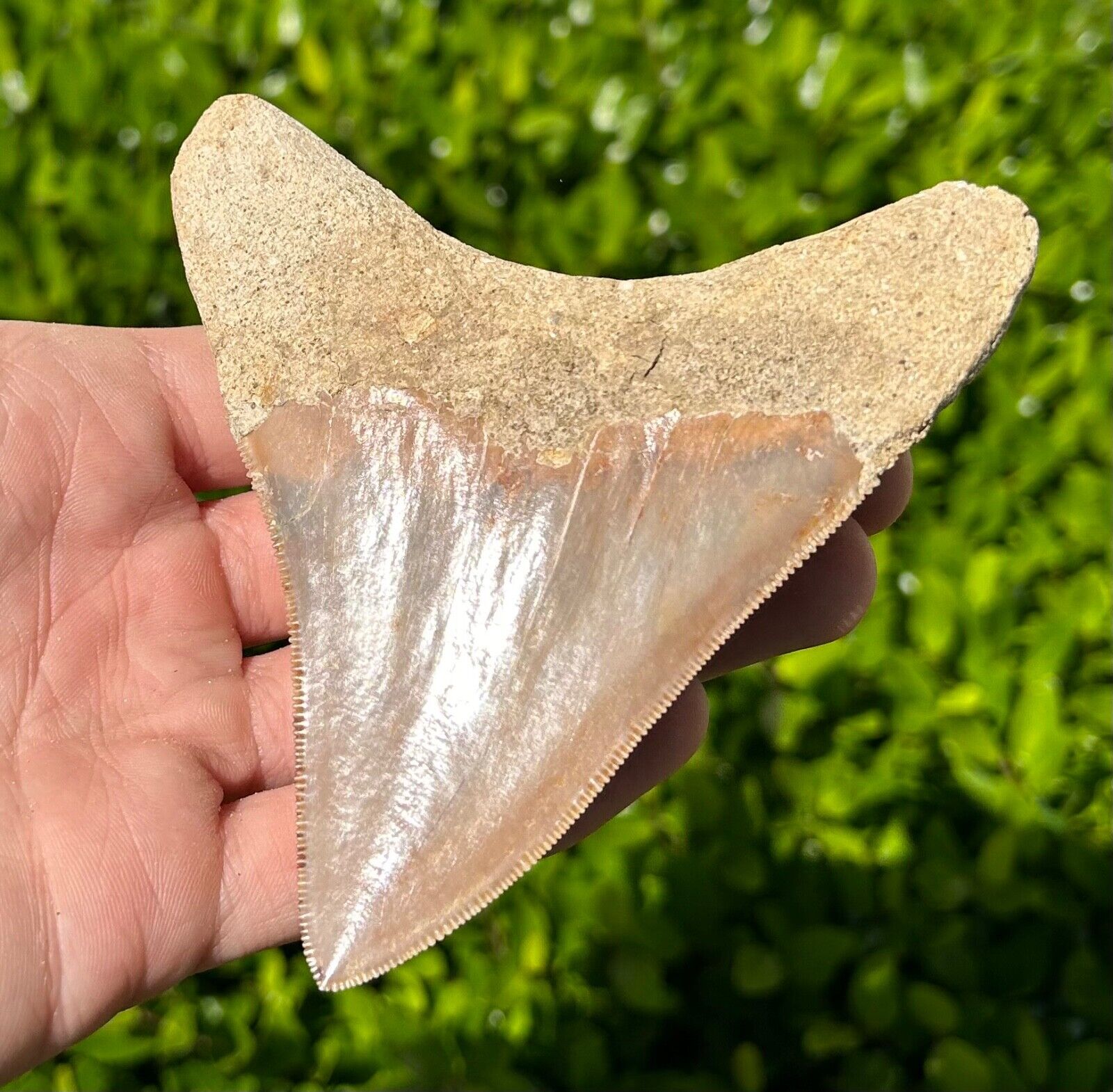 Indonesian Megalodon Sharks Tooth HUGE 4.1” Fossil Serrated Megladon Indonesia