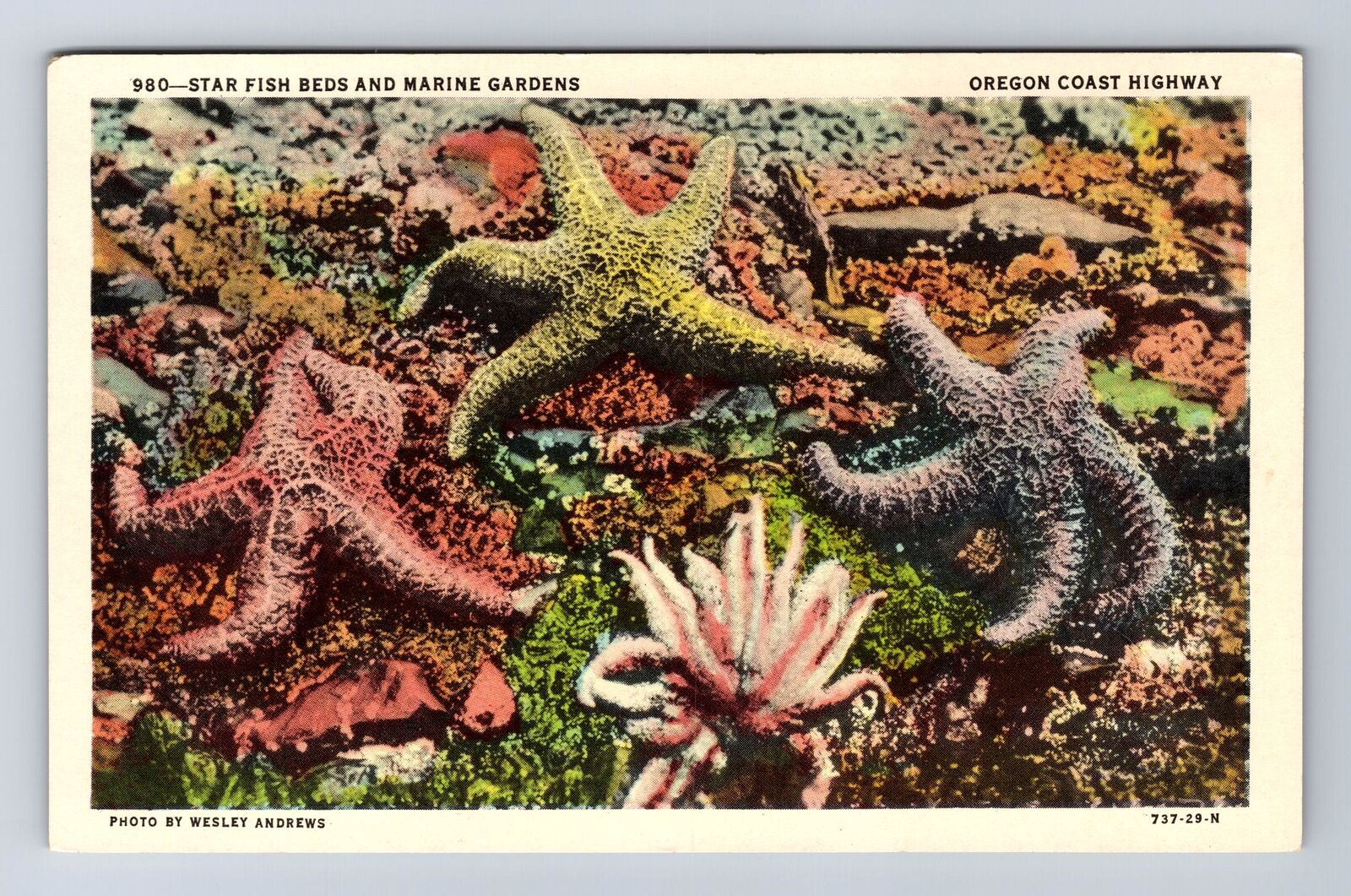 OR-Oregon, Star Fish Beds at Low Tide, Antique Vintage Souvenir History Postcard