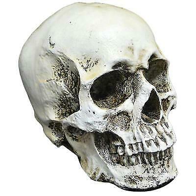 1:1 Human Realistic Skull-Head Resin Halloween Haunt Stage Prop Decoration