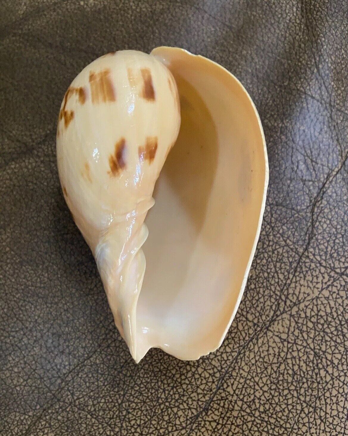 Voluta Seashell Overseas Find Rare Sea Shell Voluta Cathcartiae En Vivo Voluta