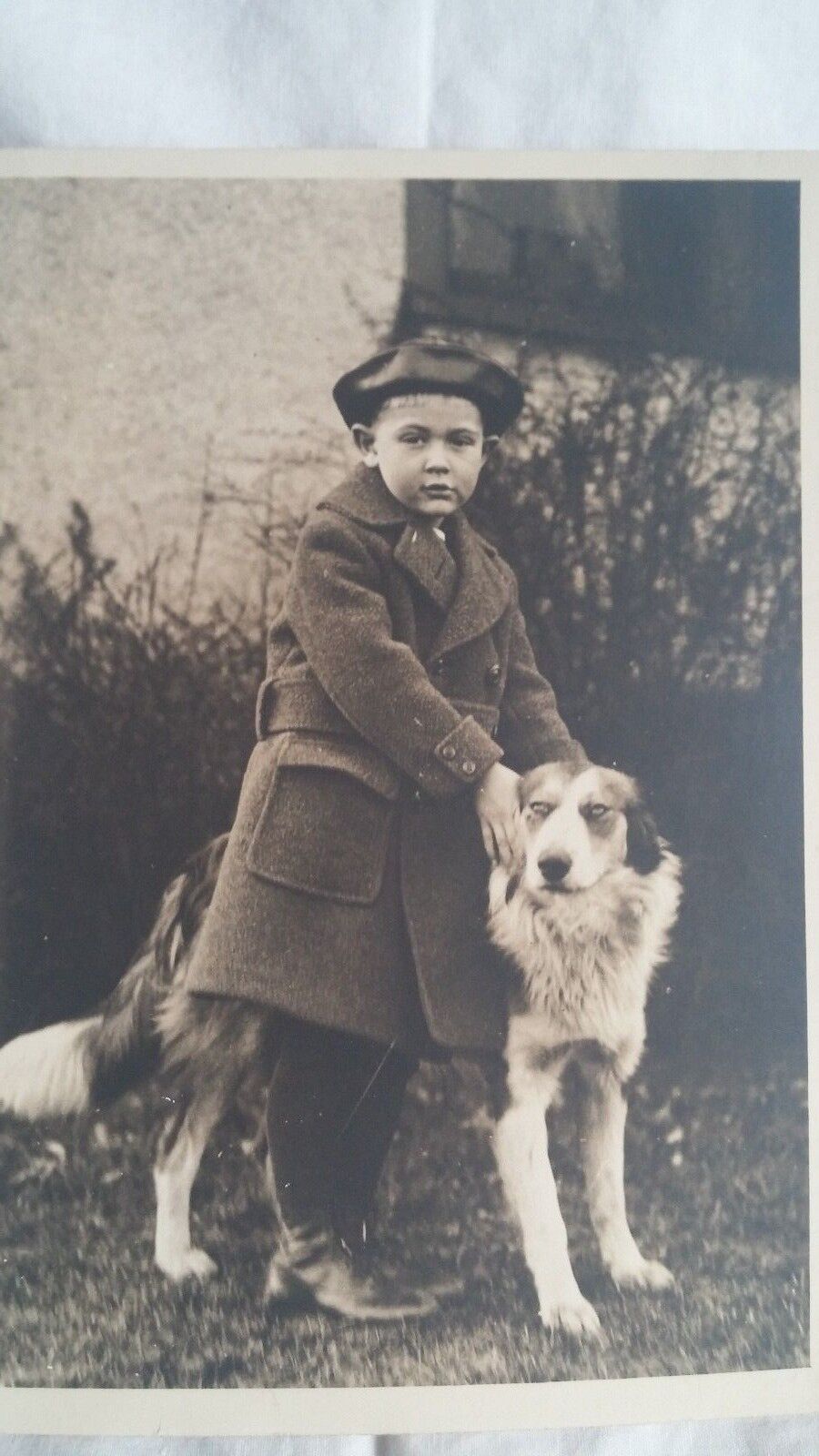 Original Antique Old Vintage Photograph - Young Boy with Large Dog 5x7 Sepia
