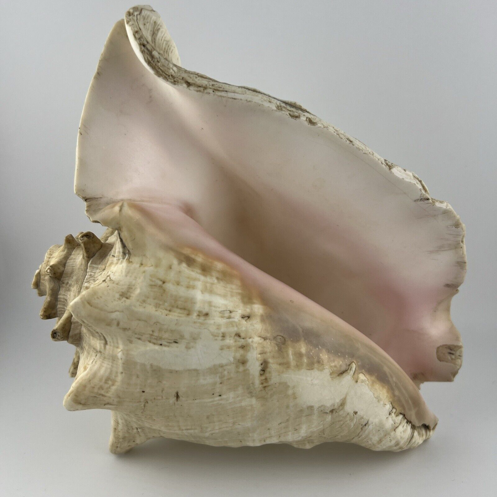 VTG Large 8” X 7”Queen Horned Conch Shell Seashell Nautical Sea Beach