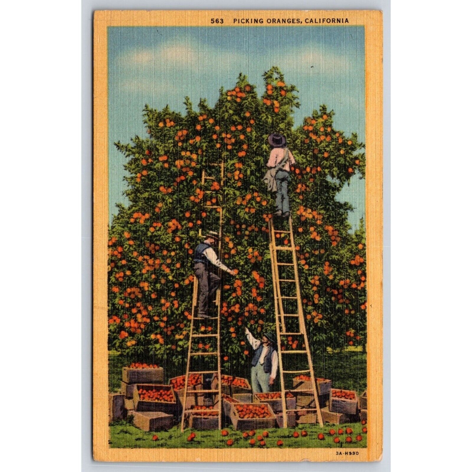 Vintage Postcard 1950s Picking Oranges California Orchard Farming Agriculture