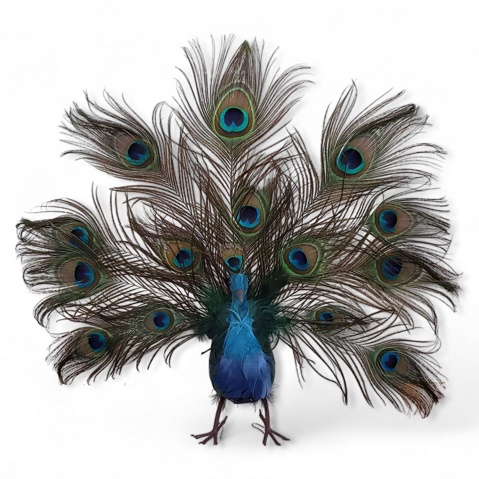 Vintage Open Tail Colorful Feathered Peacock 17\