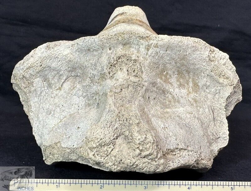 Rare Large C2 Titanothere Axis Vertebra, Fossil, Brontothere, SD, Badlands, T721