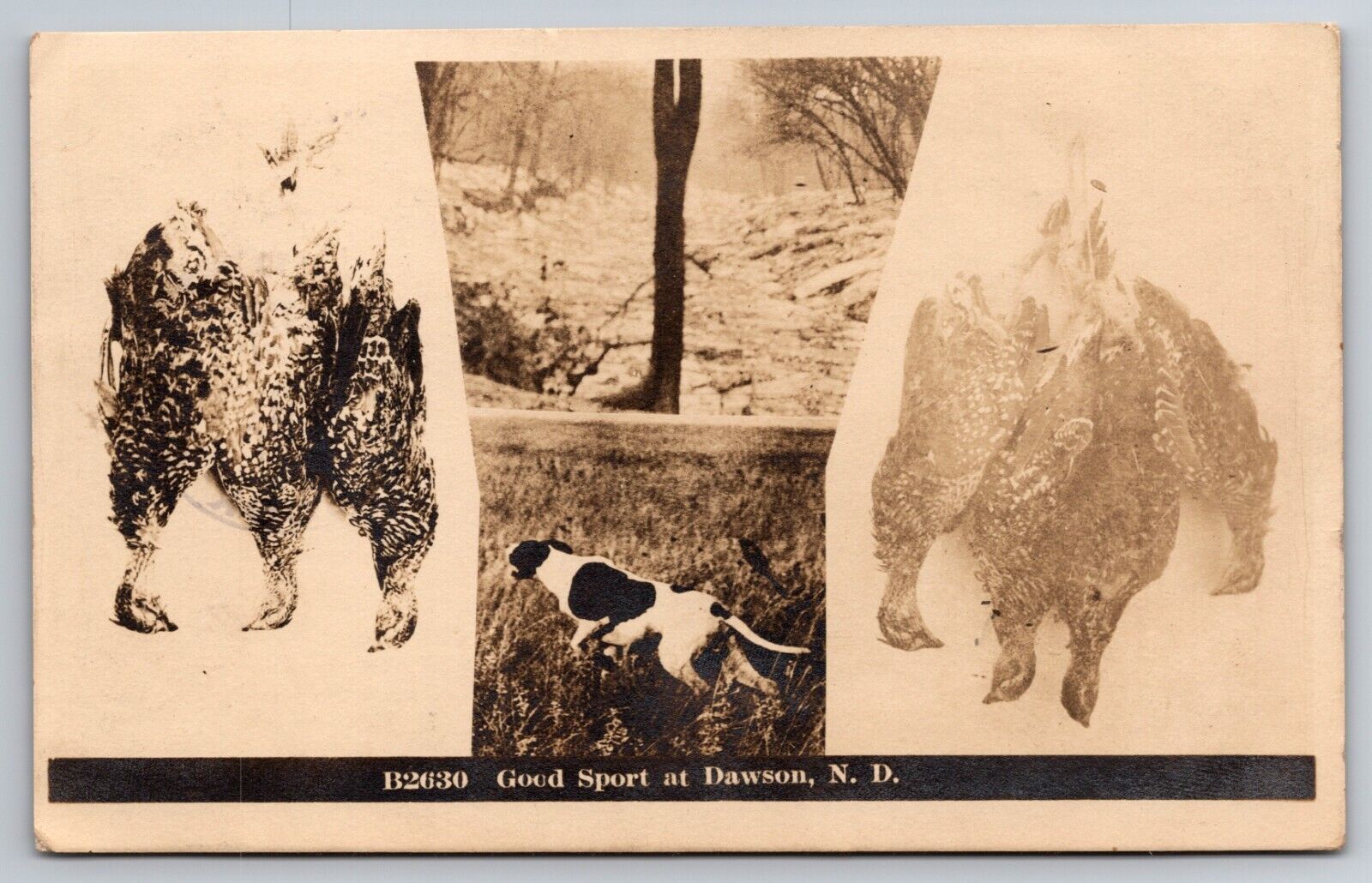 Good Sport at Dawson North Dakota Hunting Dog & Birds 1913 Real Photo RPPC