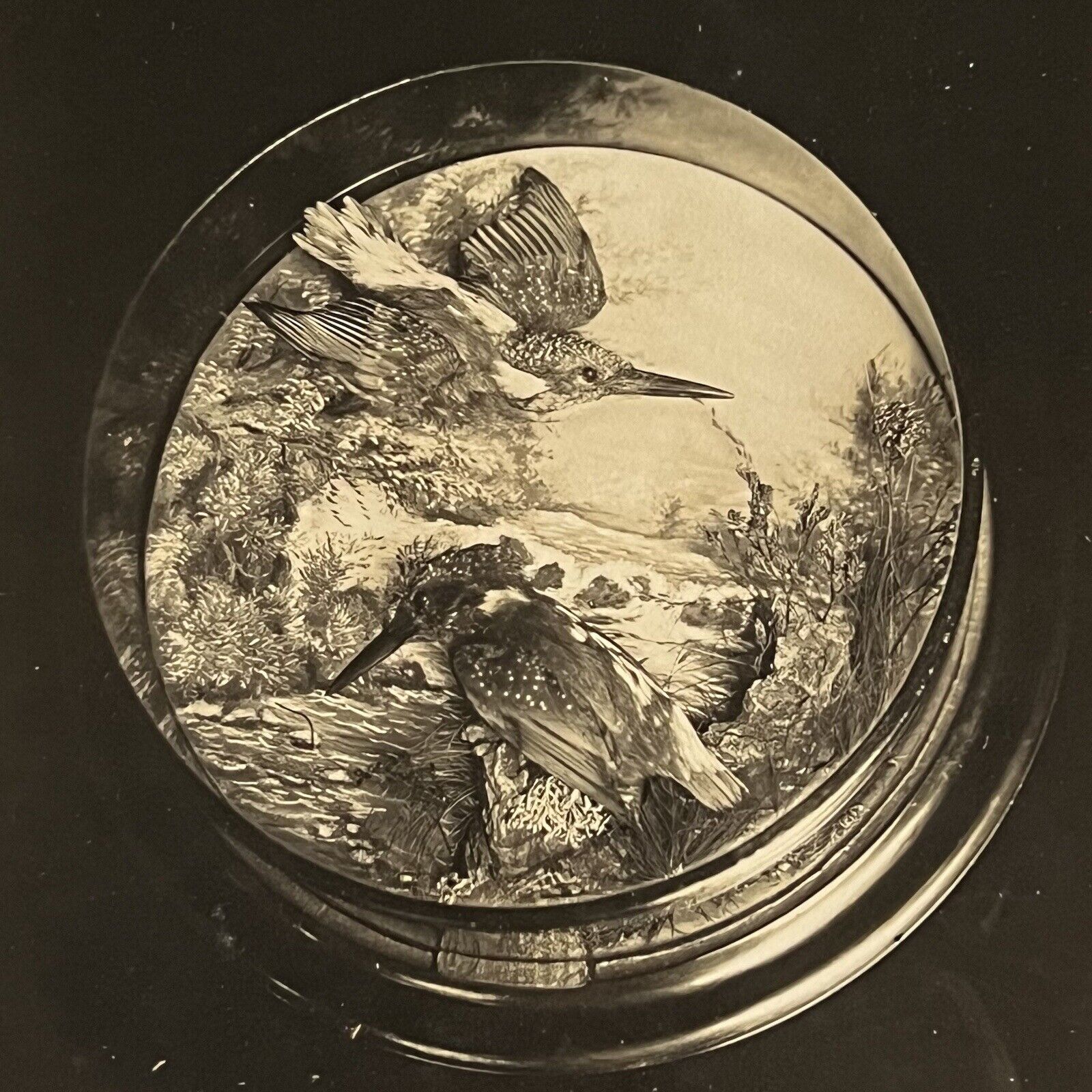 Antique Sepia Photograph Of Taxidermy Bird Display & Original Glass Negative Odd