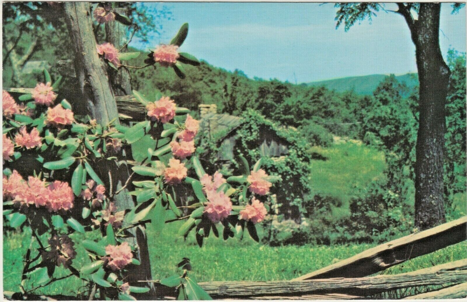 Catawba Rhododendron lends Beauty to a Split-Rail Fence at a Mountain Homestead
