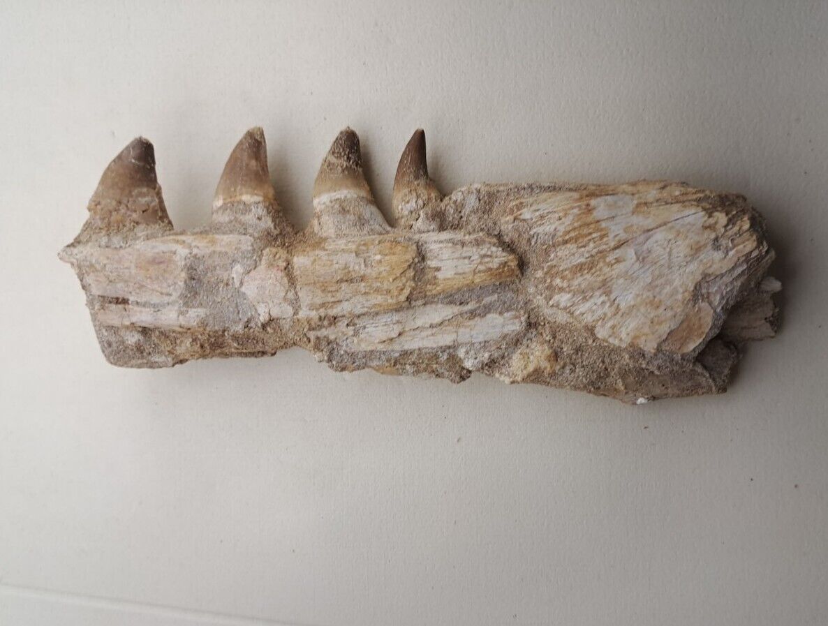 Authentic Mosasaurus Fossilized Teeth in Jaw Bone Morocco Cretaceous Dinosaurs 