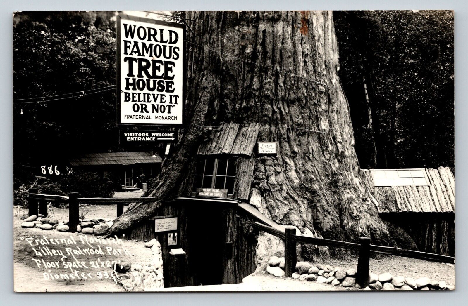 c1948 RPPC World Famous Tree House Lilley Redwood Park CA Vintage Postcard w Msg