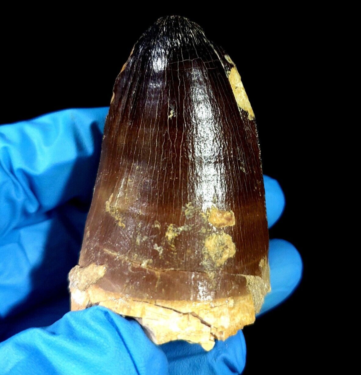 Rare Large Cretaceous Mosasaur Tooth from Morocco mosasaurus Prognathodon currii