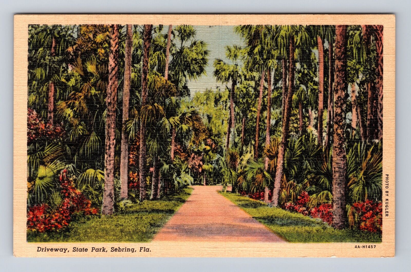 Sebring FL-Florida, Driveway, State Park, Antique, Vintage Souvenir Postcard