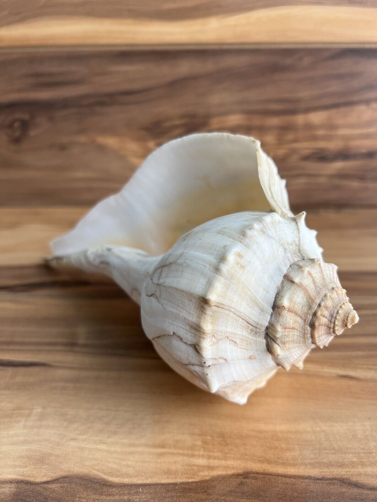 Large LIGHTNING WHELK Seashell NATURAL  Approximately 8” Home Decor Collector