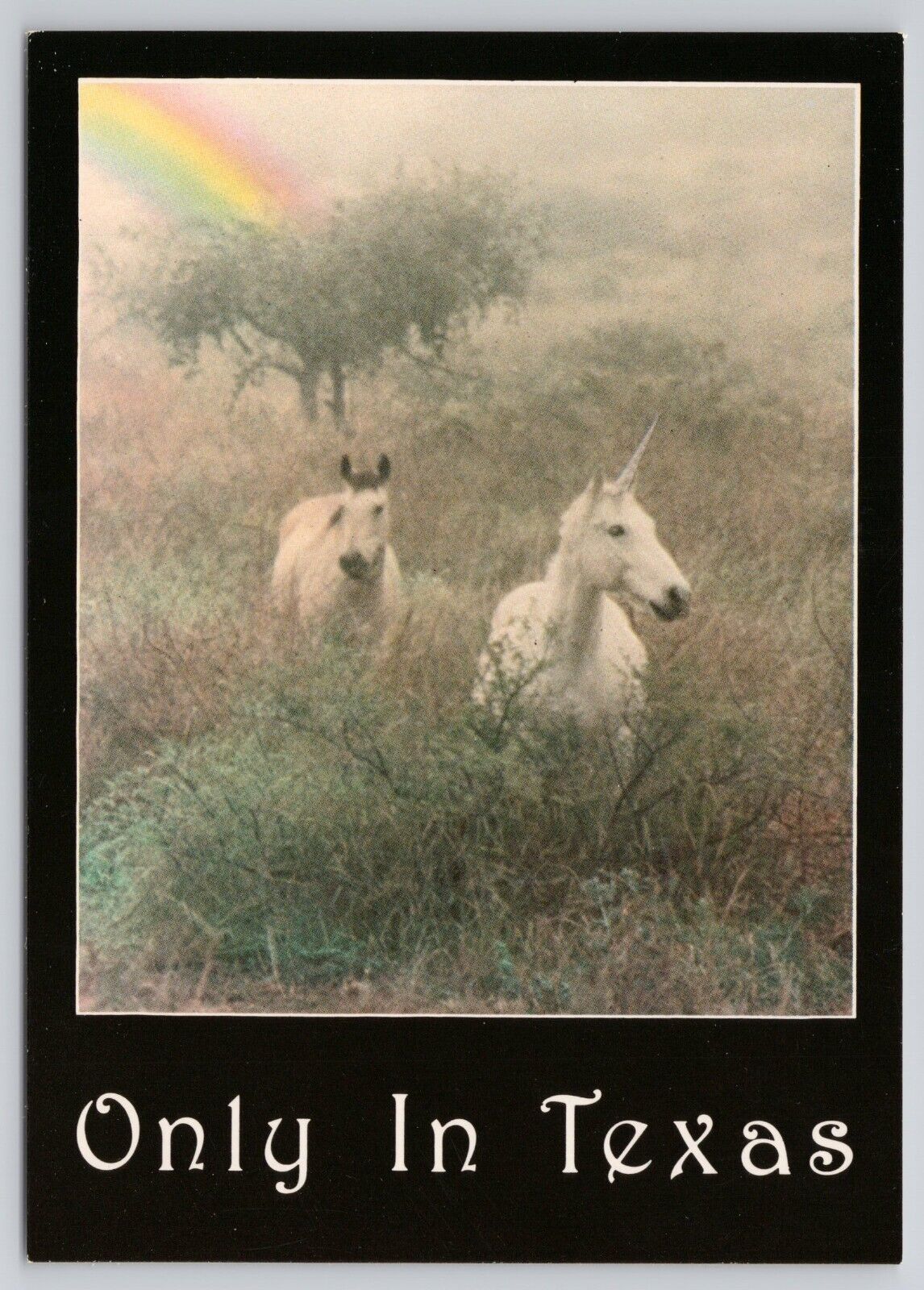 Unicorn Only in Texas Horse Rainbow Fantasy Postcard