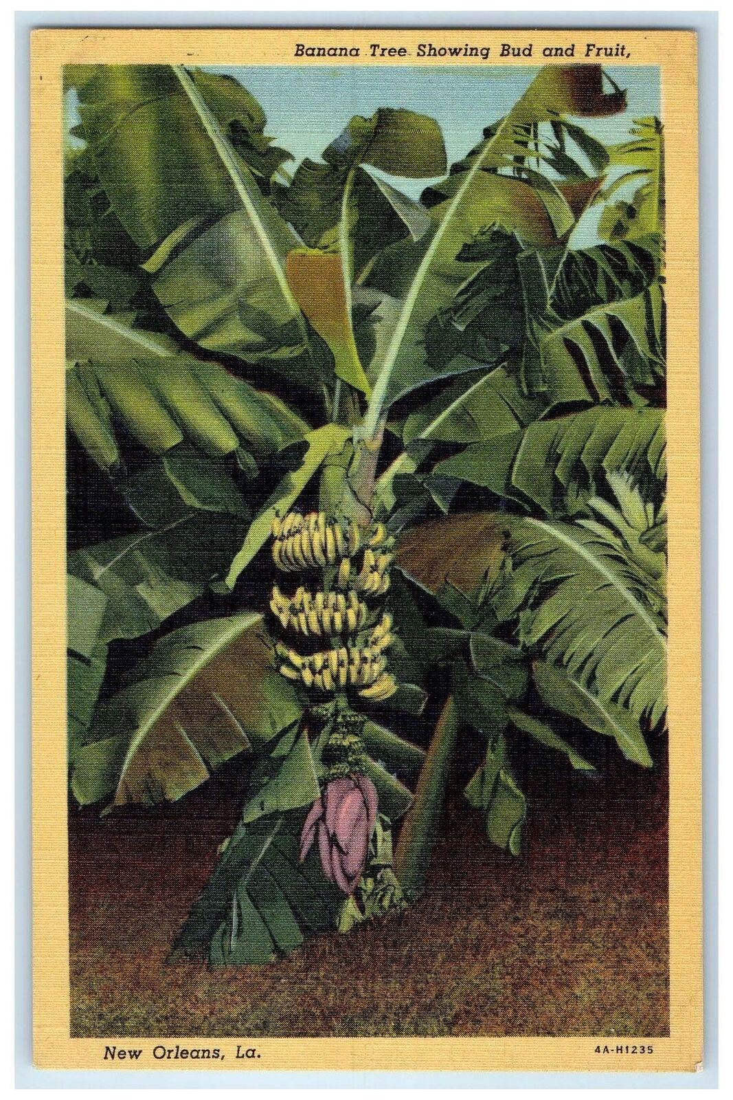 c1940s Banana Tree Showing Bud And Fruit Scene New Orleans Louisiana LA Postcard