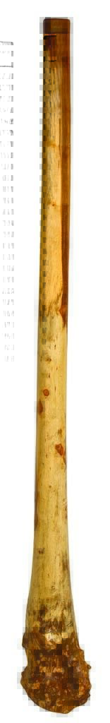   Handmade Didgeridoo Eucalyptus (Root) 