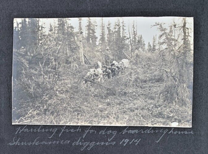 RPPC Alaska Dogs Hauling Fish for Dog Boarding House Shushanna Diggings 1914