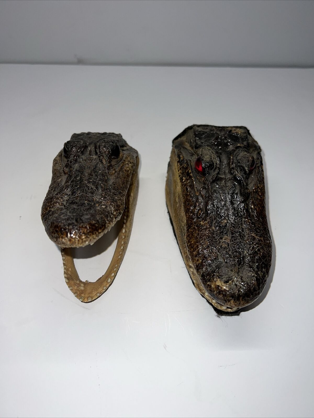 Two Alligator Heads, 6-7 Inches