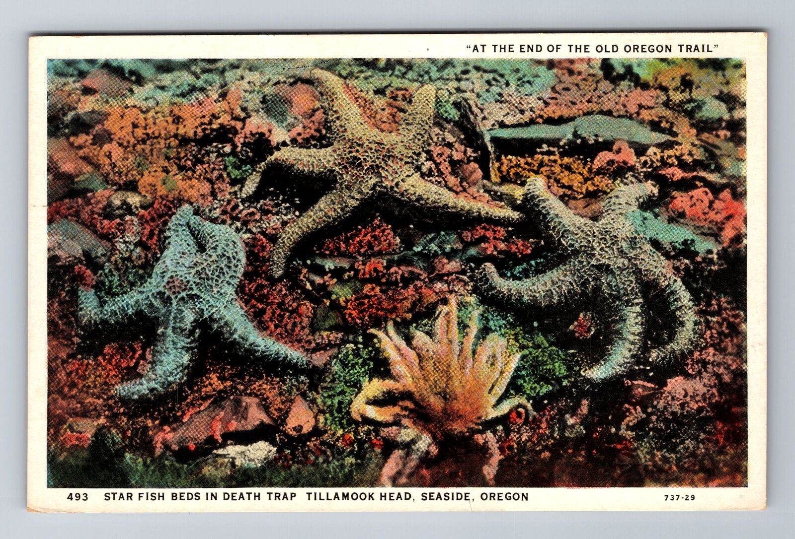 Seaside OR-Oregon, Tillamook Head, Star Fish Beds, Antique Vintage Postcard