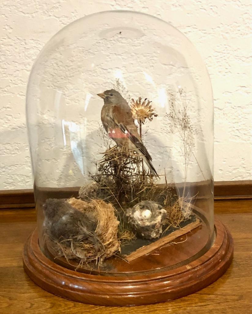 Vintage Finch Taxidermy Humming Bird Nests under Glass Dome Table Display
