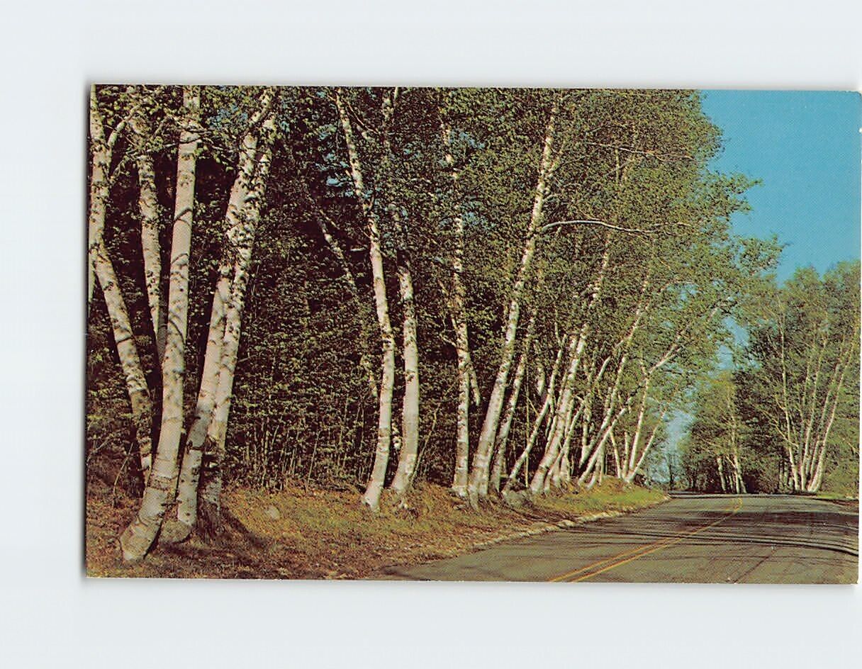 Postcard Beautiful White Birches