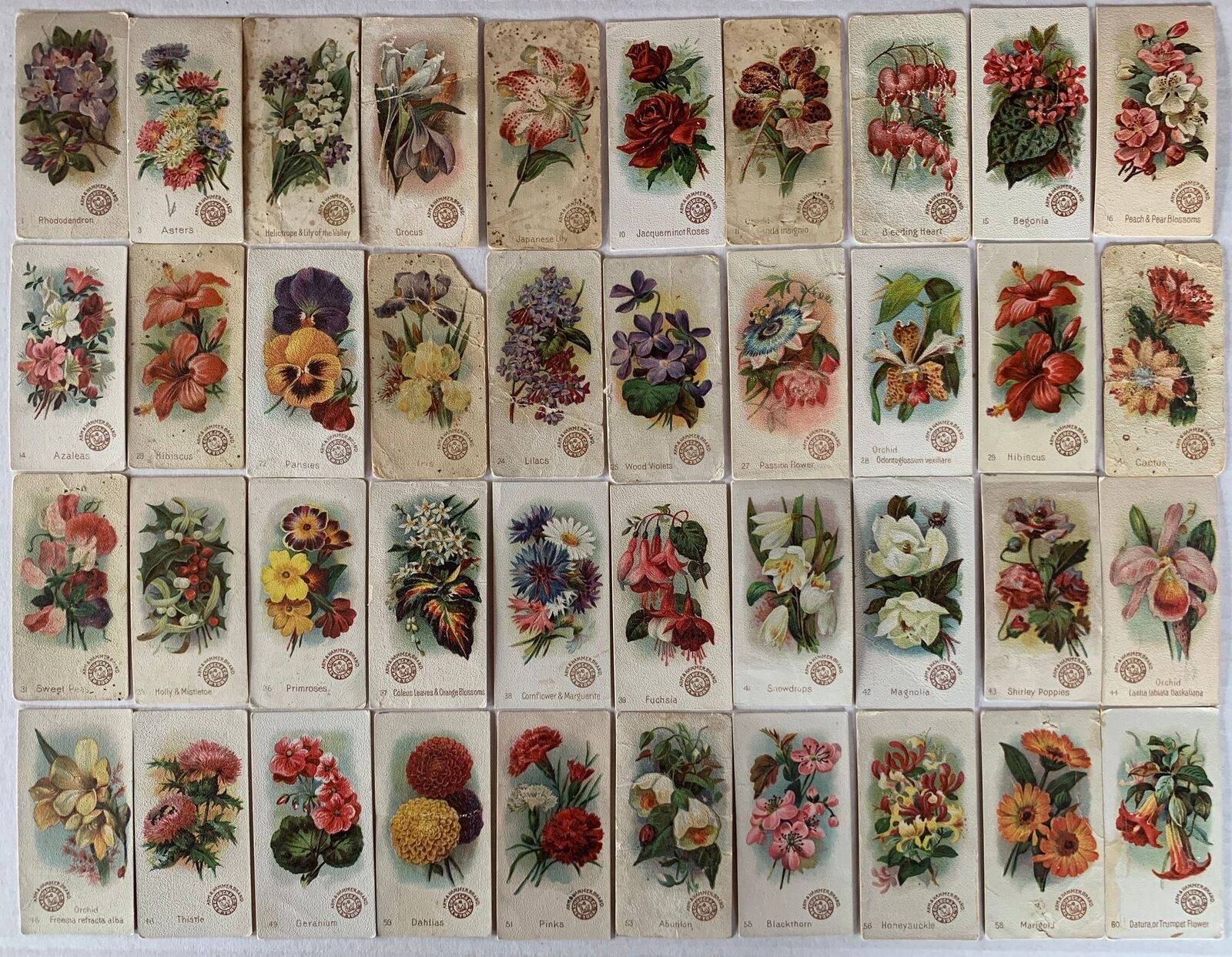 Beautiful Flowers 40 different Cards Small size Arm & Hammer 1888 J16 New series