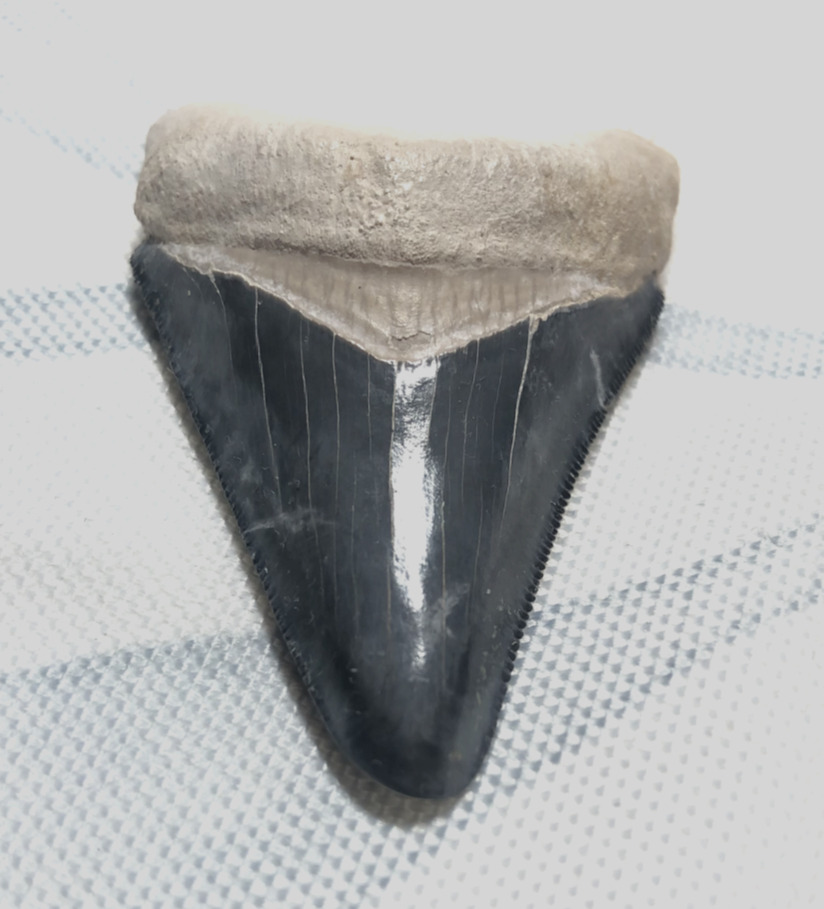 Beautiful Megalodon Shark Tooth From Bone Valley Florida 2.1''