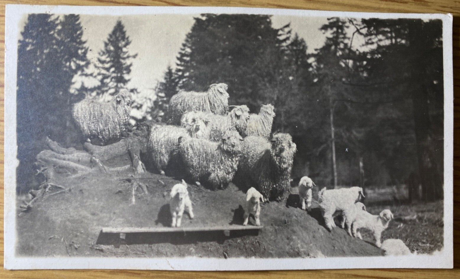 1910s RPPC - SCIO, OREGON antique real photo postcard UN-SHEARED SHEEP ON HILL