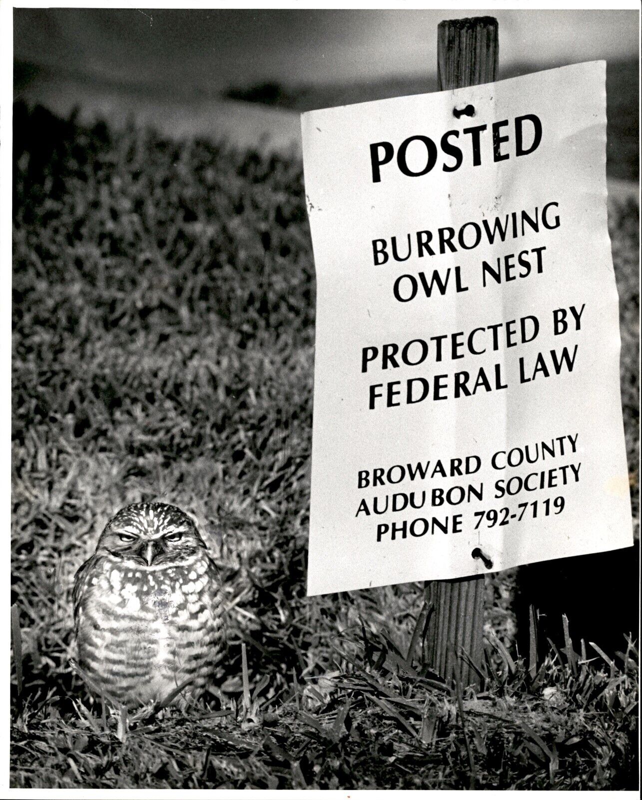 LG26 1985 Original Freund Photo BURROWING OWL NEST PROTECTED SPECIES FLORIDA