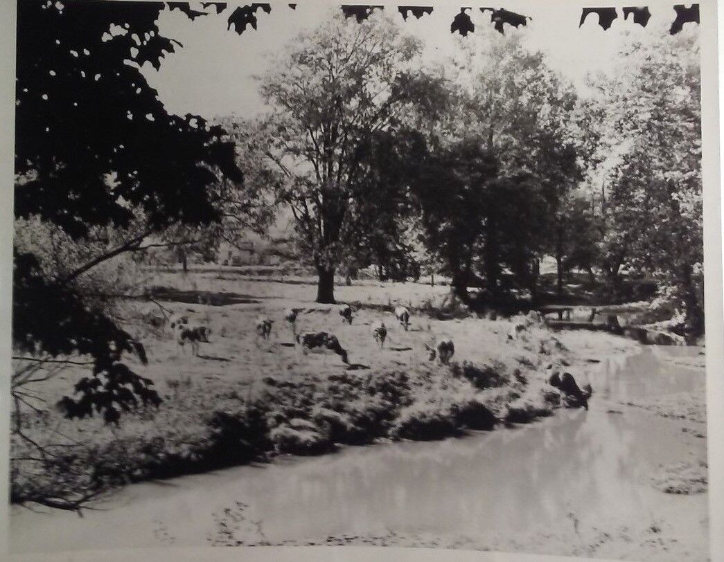Farm cows near creek photo Indiana Photographer John Calvin Allen Vintage