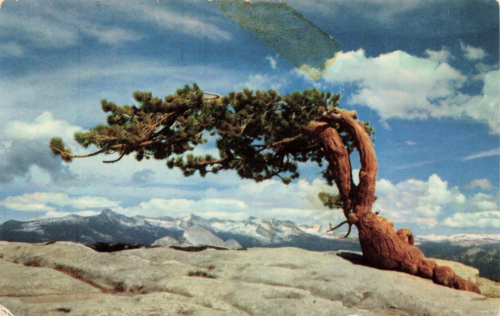 Postcard Jeffrey Pine, Sentinel Dome, Yosemite National Park California Posted
