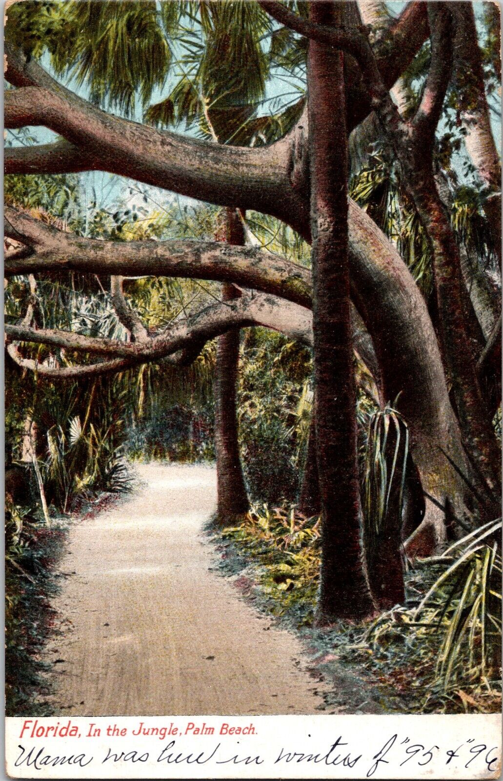 Postcard~Palm Beach, Fl.~In The Jungle Palm Beach Scenic Treelined Trail c1905