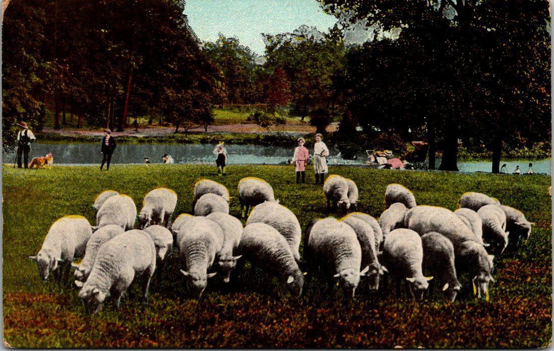 Vintage Sheep Grazing by Lake People Pennsylvania PA Postcard Posted 1909