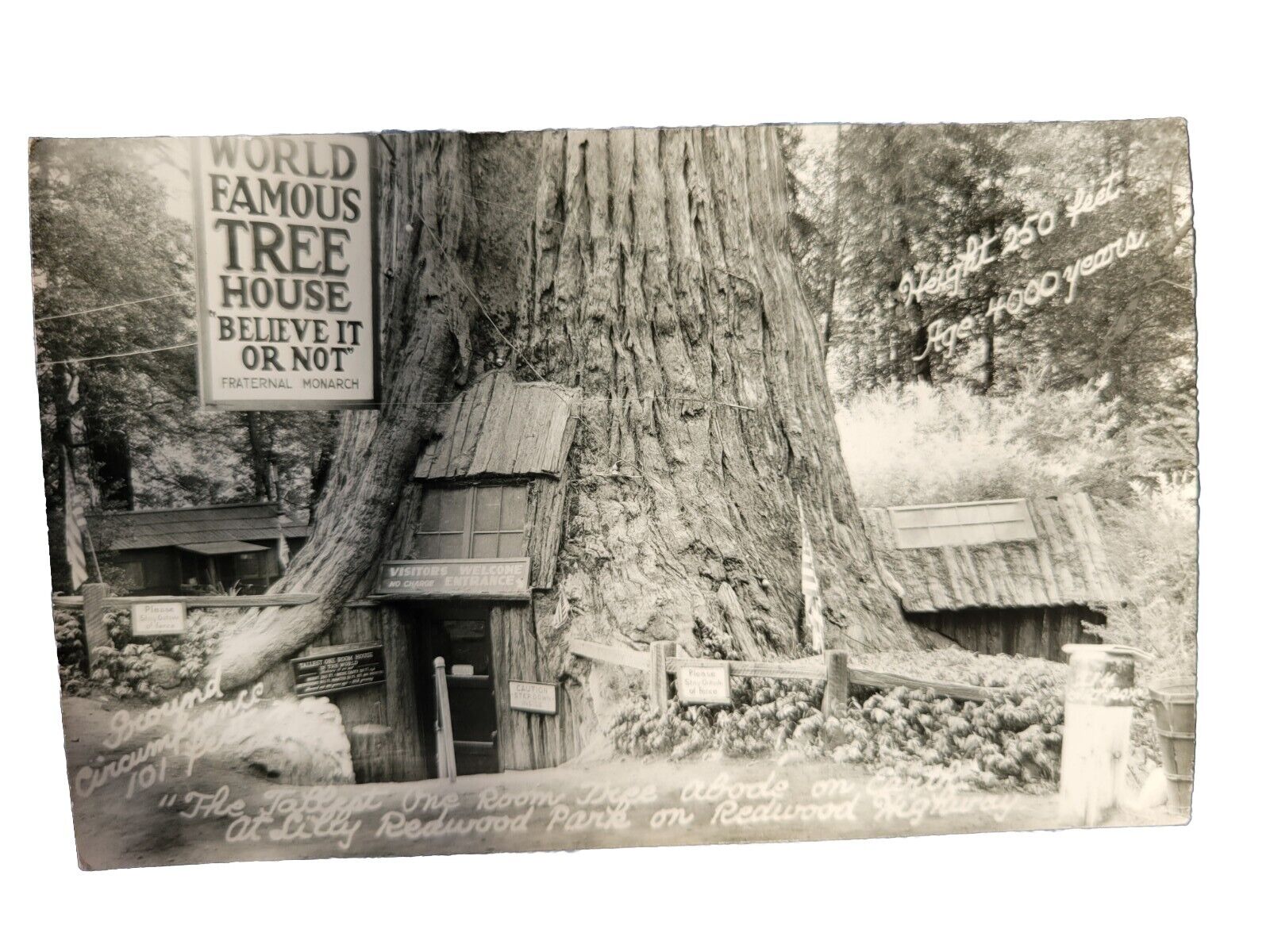 Antique VTG RPPC Redwood Park Highway CA Tallest One Room Tree house On Earth