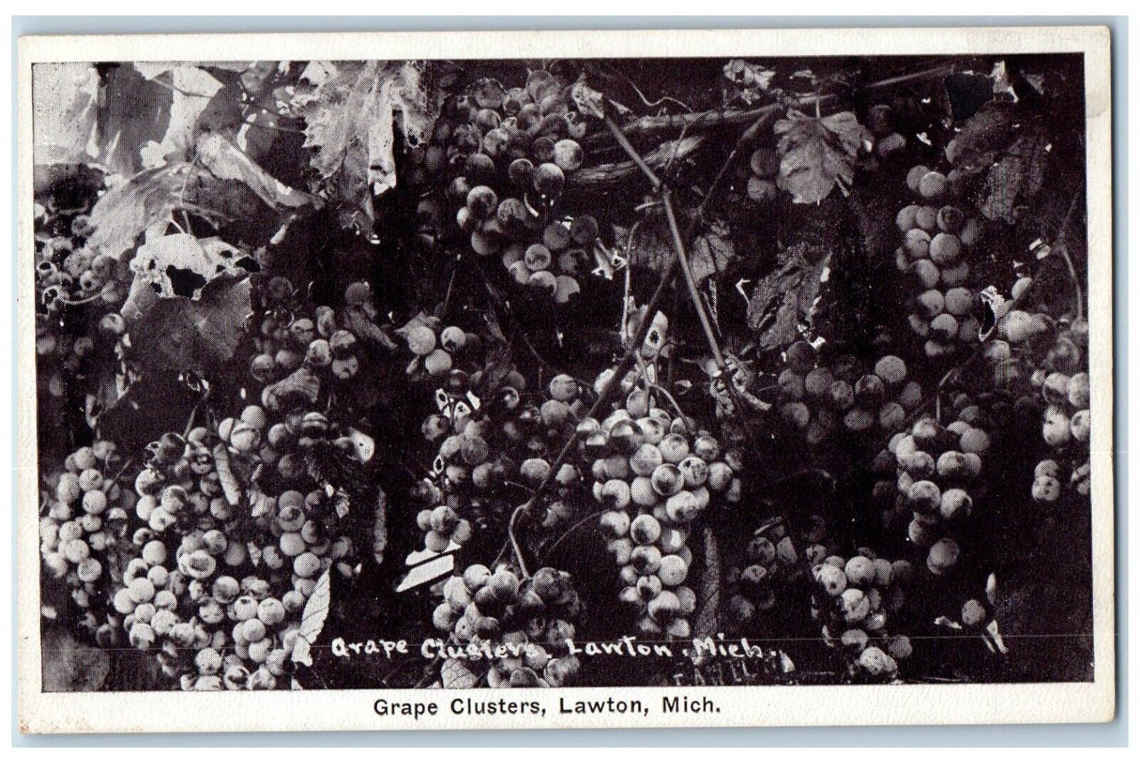 c1910 Grape Clusters Fruit Farm Stem Lawton Michigan MI Vintage Antique Postcard