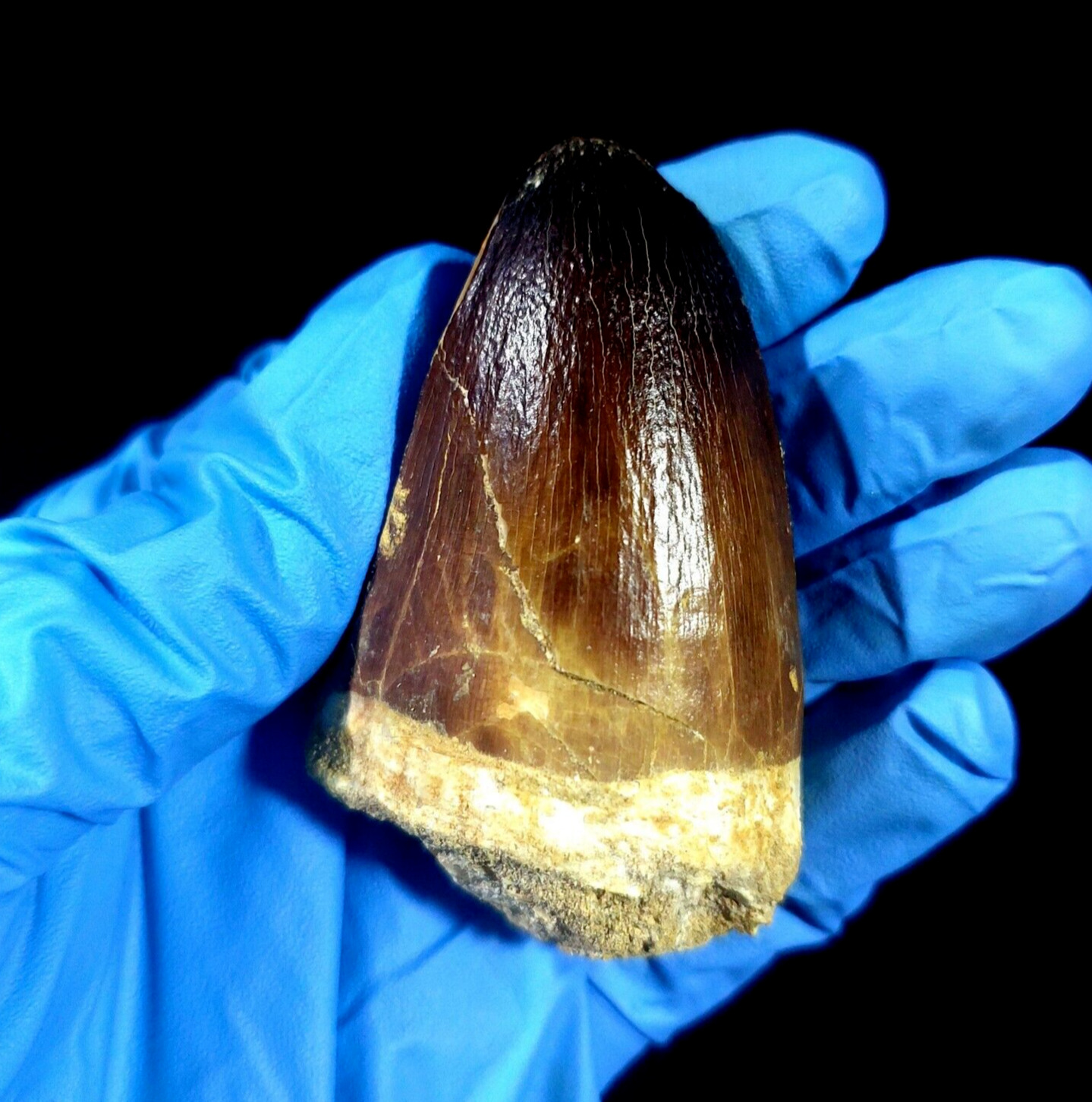 Rare Large Cretaceous Mosasaur Tooth from Morocco mosasaurus Prognathodon currii